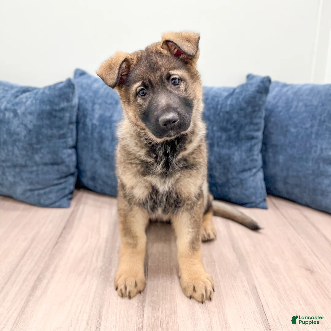 German Shepherd dogs for sale: Asher - Ad 1