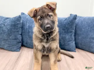 German Shepherd dogs for sale: Asher - Ad 4