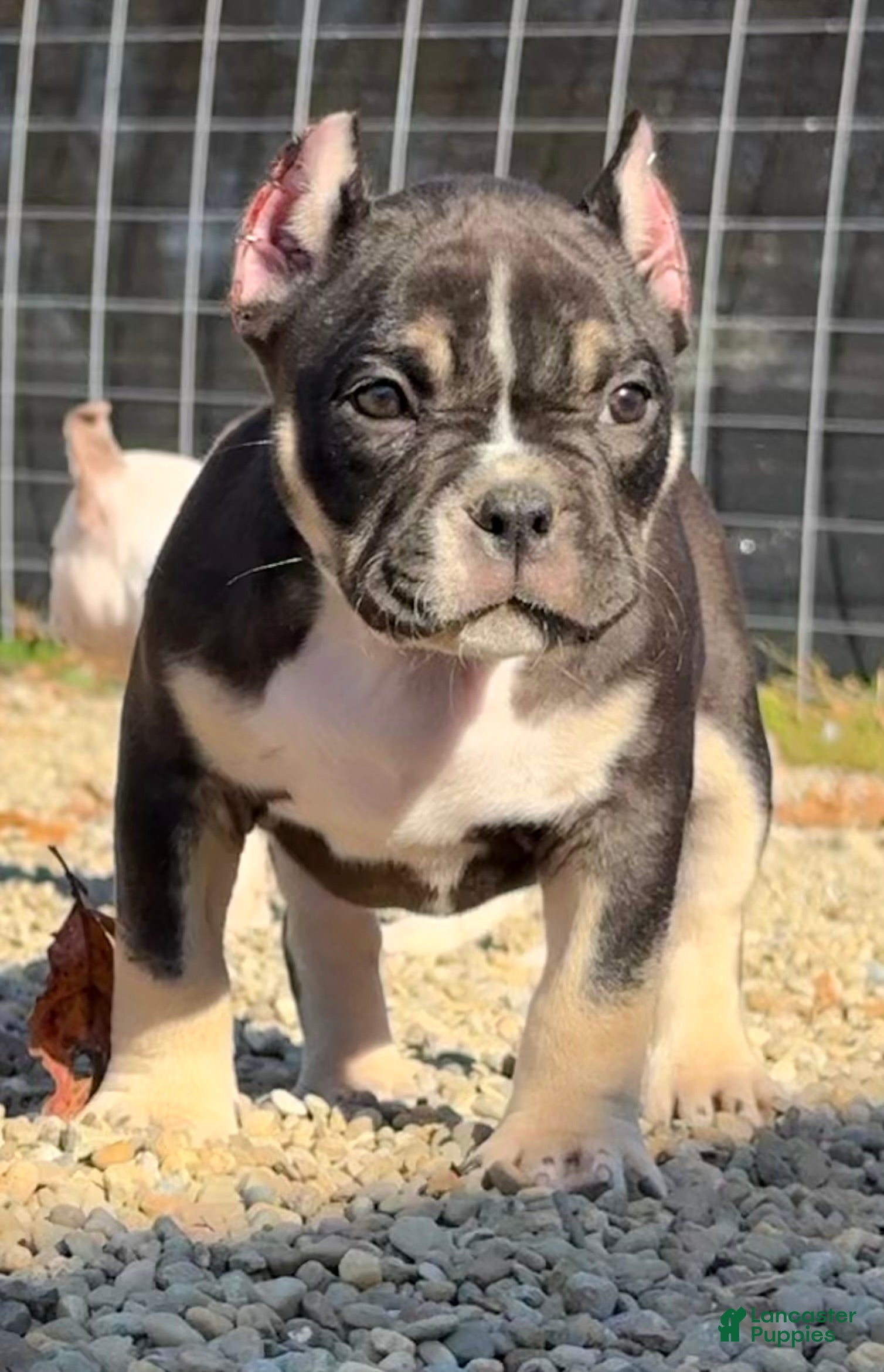 American Bully dogs for sale: Black Tri Female  - Ad 1