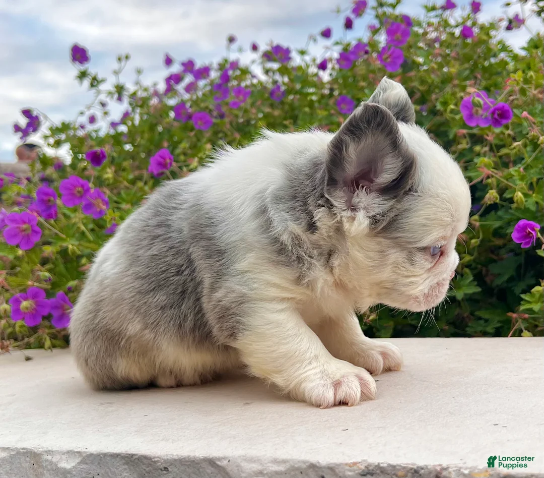 French Bulldog dogs for sale: Dakota  - Ad 4