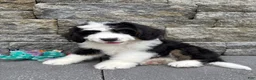 Bernedoodle dogs for sale: Sara  - Ad 10