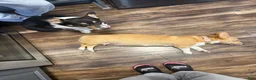 Welsh Corgi Pembroke dogs for sale: Welsh Corgi Pembroke 2 - Ad 25