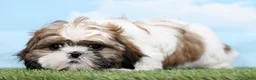 Shih Tzu dogs for sale: Snoopy - Ad 5