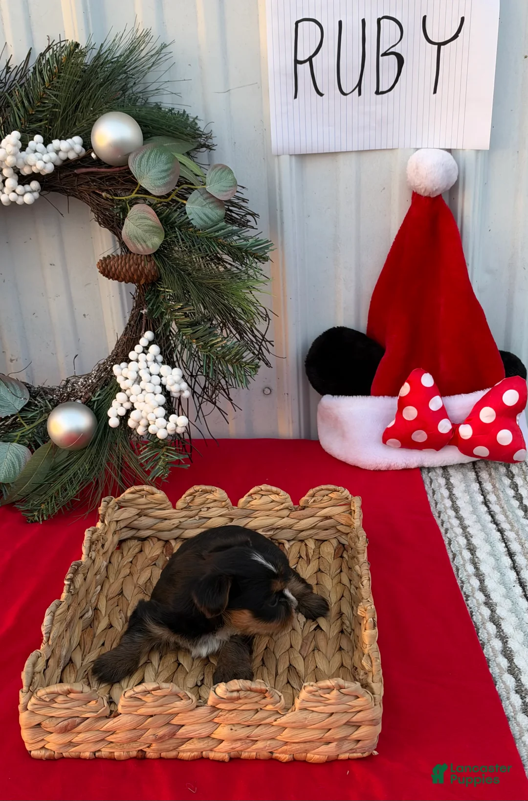 Yorkshire Terrier dogs for sale: Yorkshire Terrier 6 - Ad 2