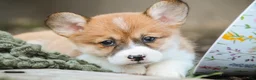 Welsh Corgi Pembroke dogs for sale: Lucky Charm Welsh Corgi Pembroke  - Ad 4