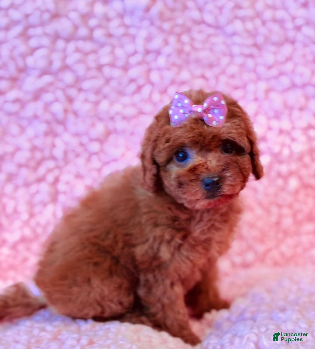 Toy Poodle dogs for sale: Ginger - Ad 3
