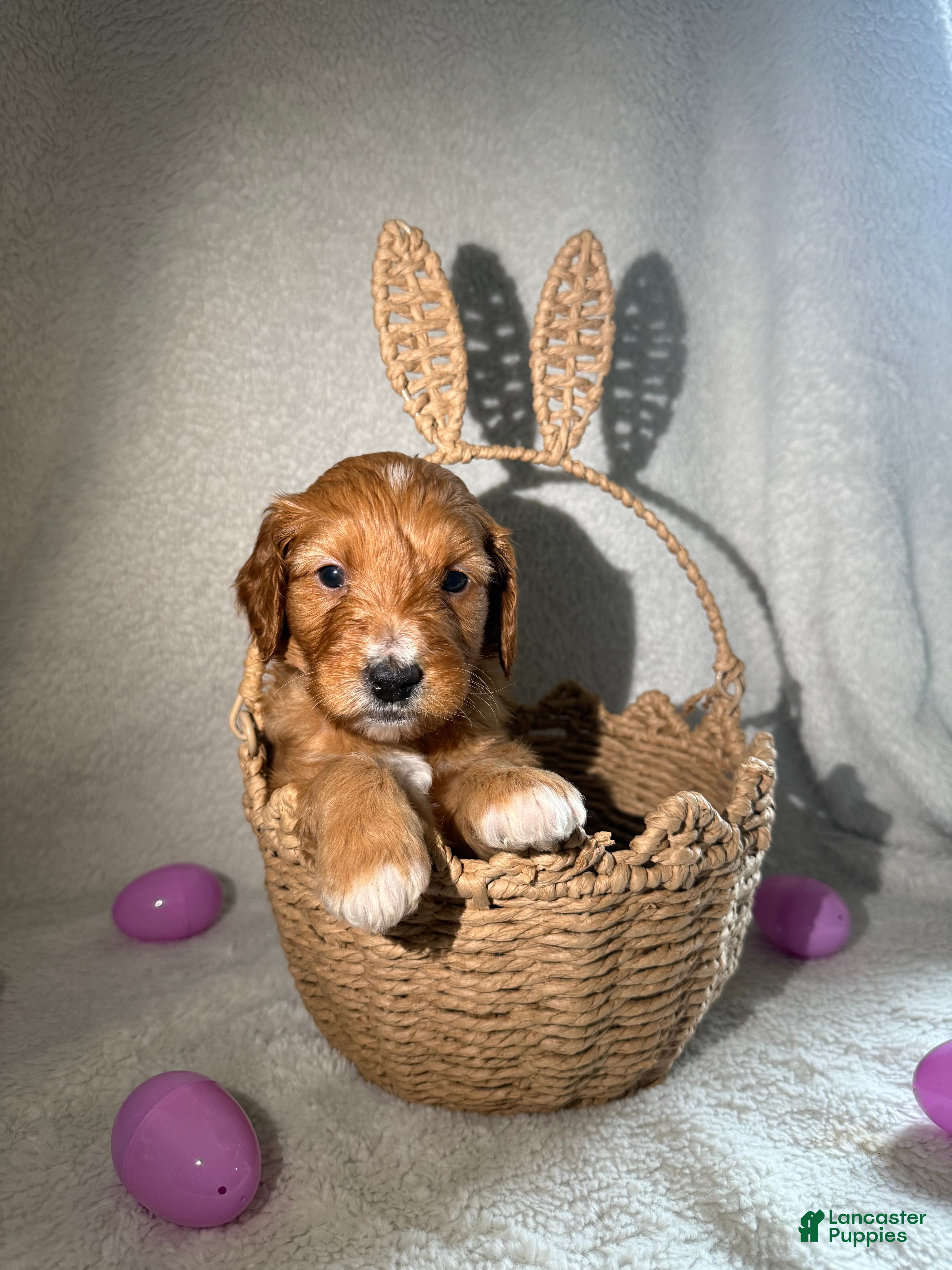 Goldendoodle dogs Prada - purple - Ad 40