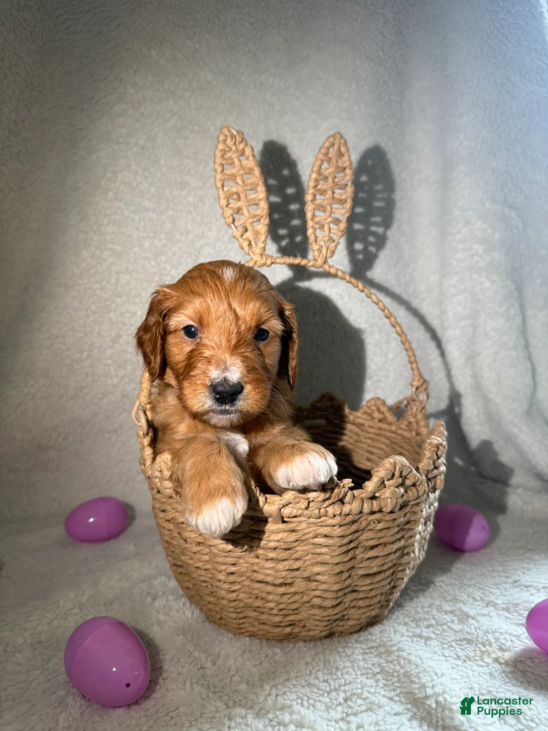 Goldendoodle dogs for sale: Prada - purple - Ad 1