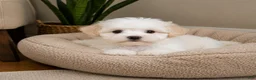 Maltipoo dogs for sale: Lily - Ad 6