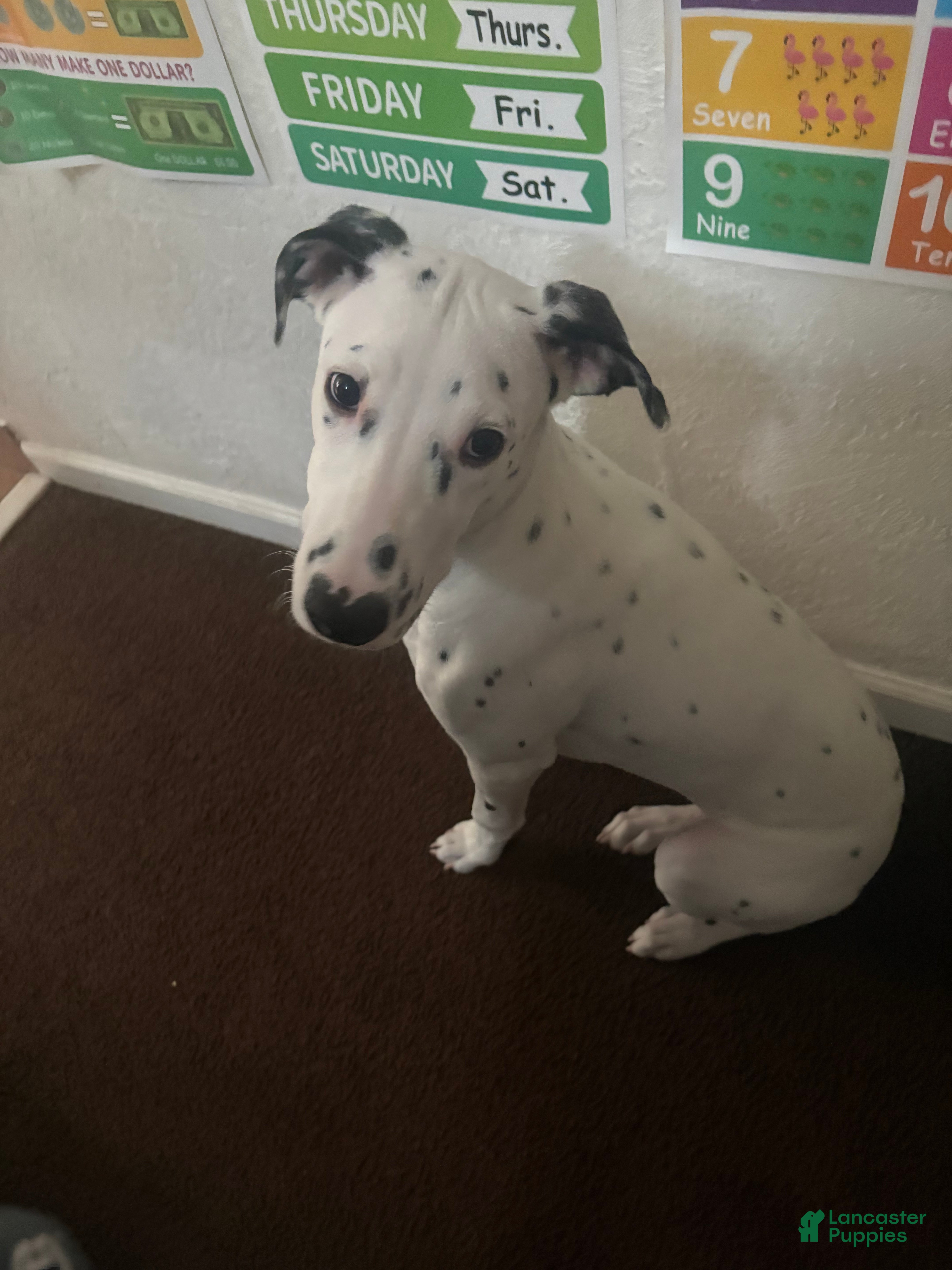 Mixed Breed dogs Mixed Breed Puppy 1 - Ad 13