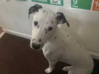 Mixed Breed dogs Mixed Breed Puppy 1 - Ad 13