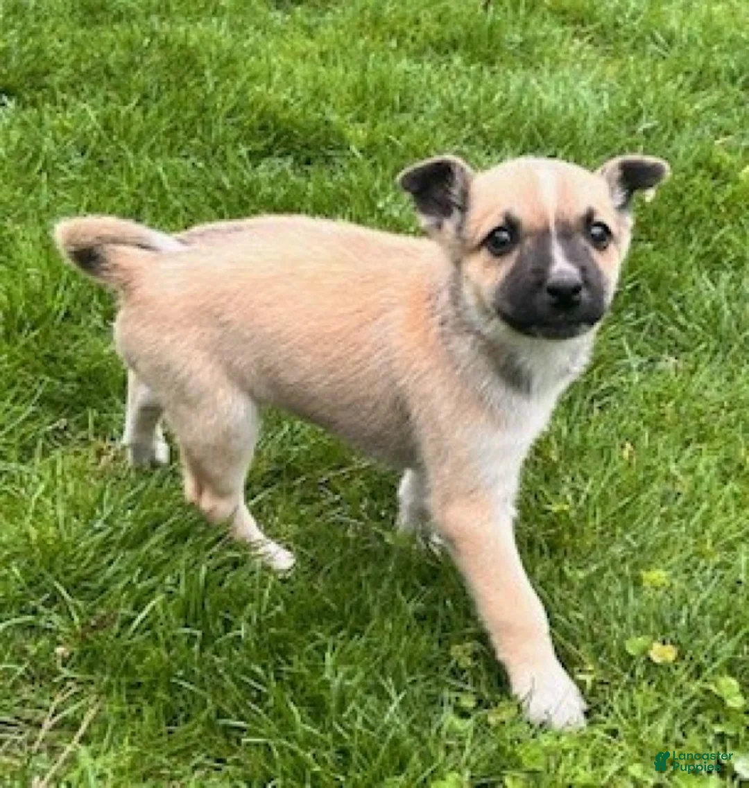 Mixed Breed dogs for sale: Caramel - Ad 5