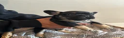 French Bulldog dogs for sale: Roddy - Ad 10