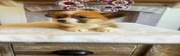 Welsh Corgi Pembroke dogs for sale: Alfredo - Ad 3
