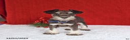Miniature Schnauzer dogs for sale: Bingo - Ad 4