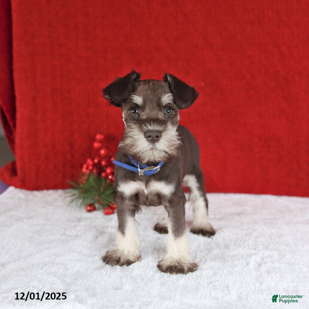 Miniature Schnauzer dogs for sale: Bingo - Ad 4