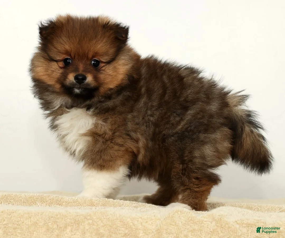 Pomeranian dogs for sale: Bella - Ad 8