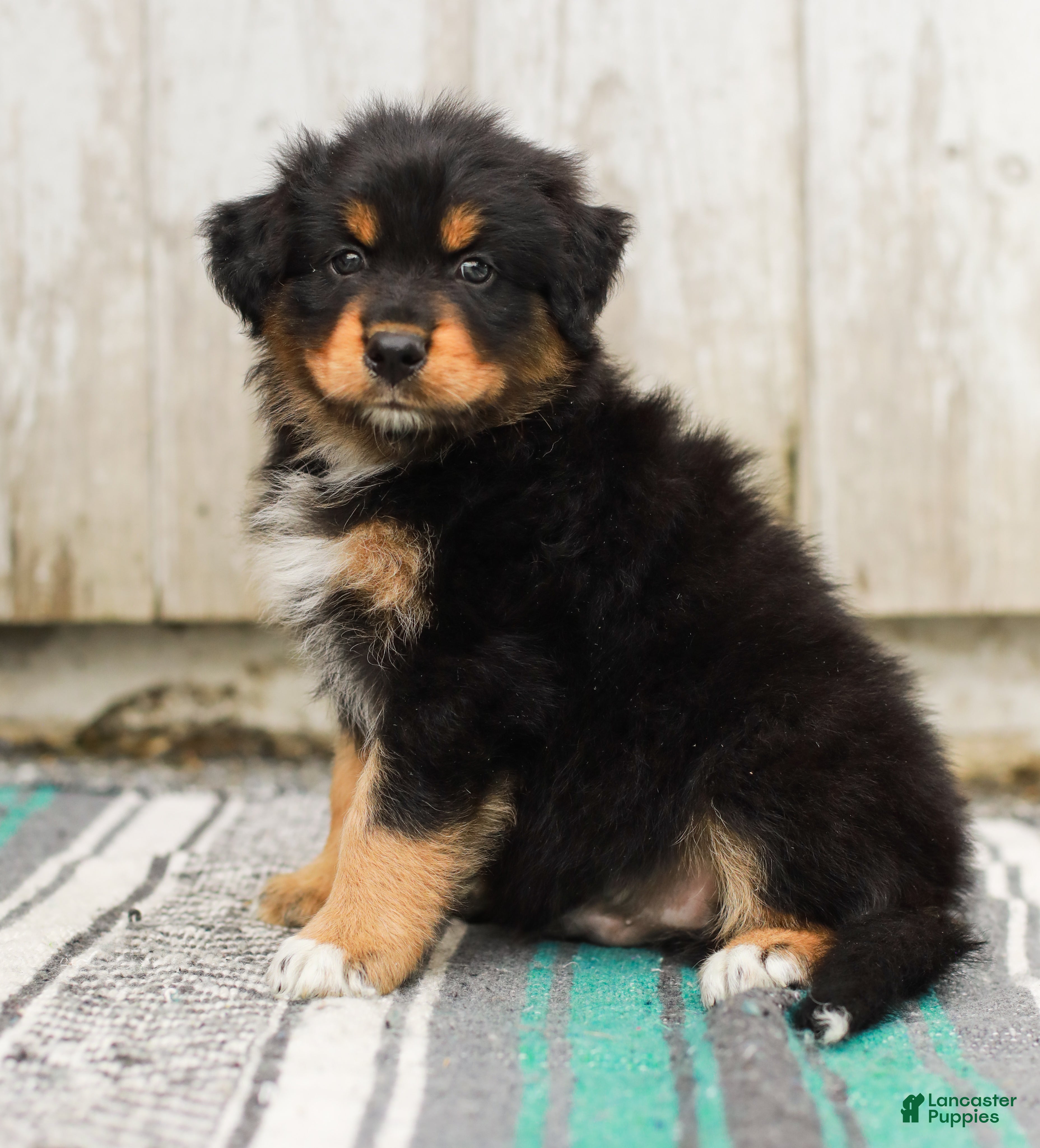 Australian Shepherd dogs Tucker - Ad 1