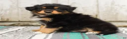 Australian Shepherd dogs for sale: Tucker - Ad 3