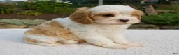 Cavapoo dogs for sale: Diego - Ad 5