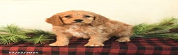 Cockapoo dogs for sale: Teddy - Ad 4