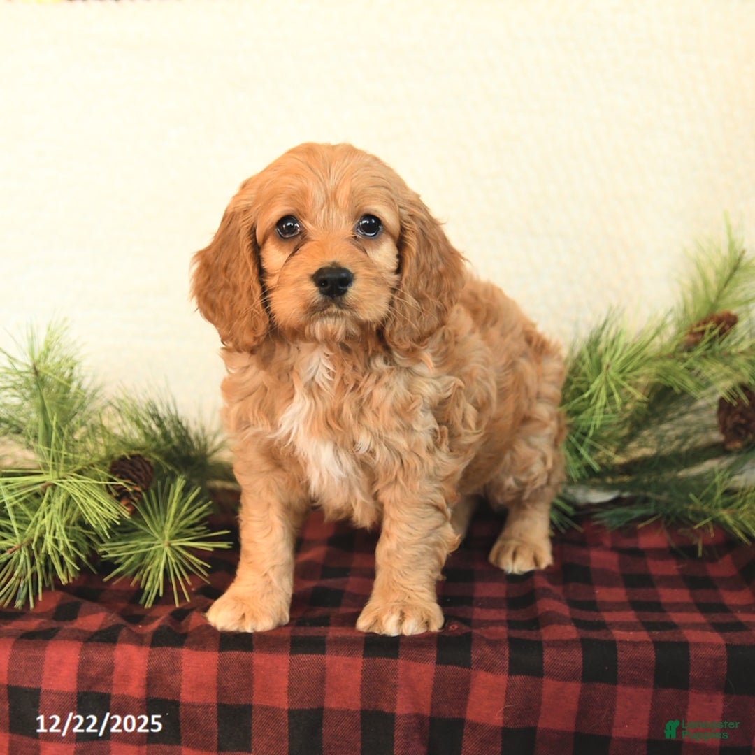 Cockapoo dogs for sale: Teddy - Ad 4