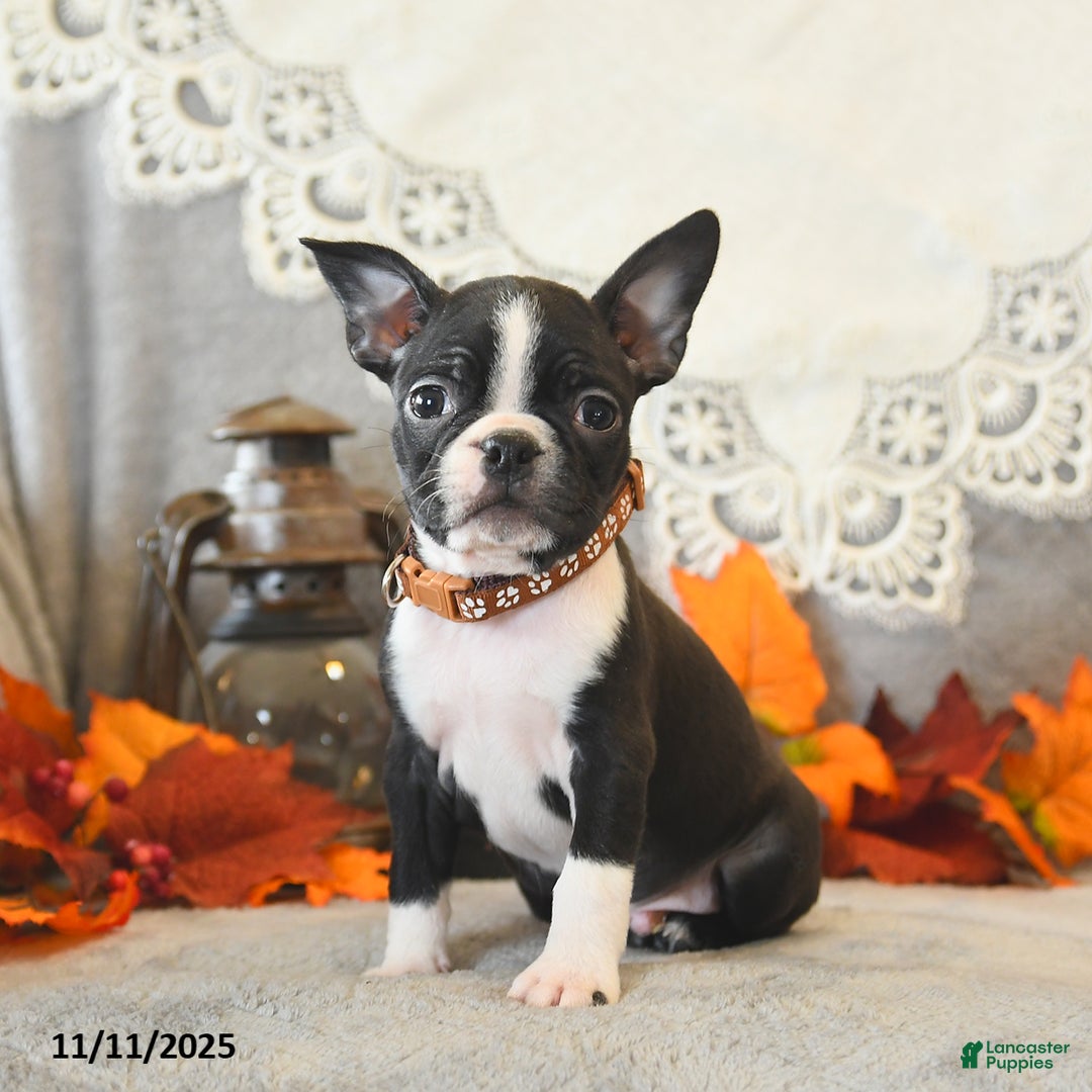 Boston Terrier dogs for sale: Monty - Ad 1