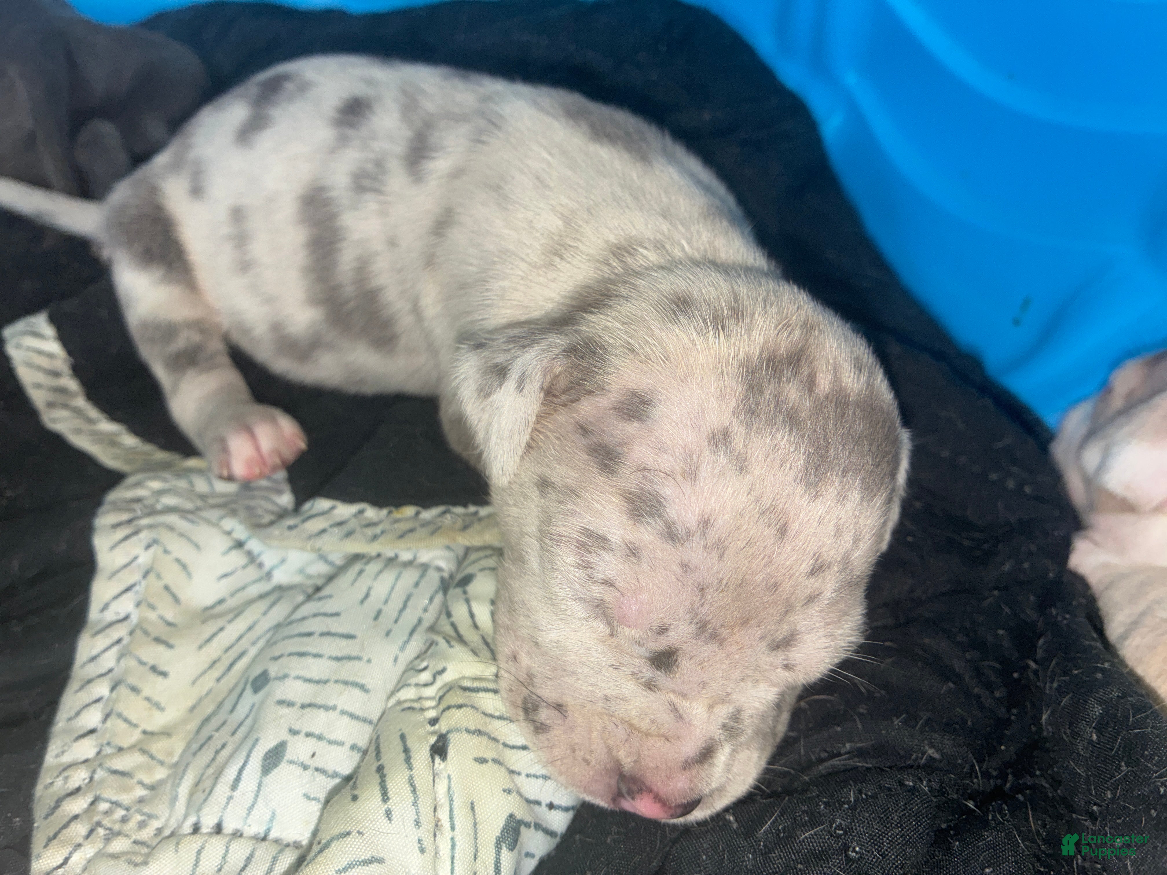 American Bully dogs American Bully Puppy 11 - Ad 29