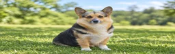 Welsh Corgi Pembroke dogs for sale: Sasha - Ad 3