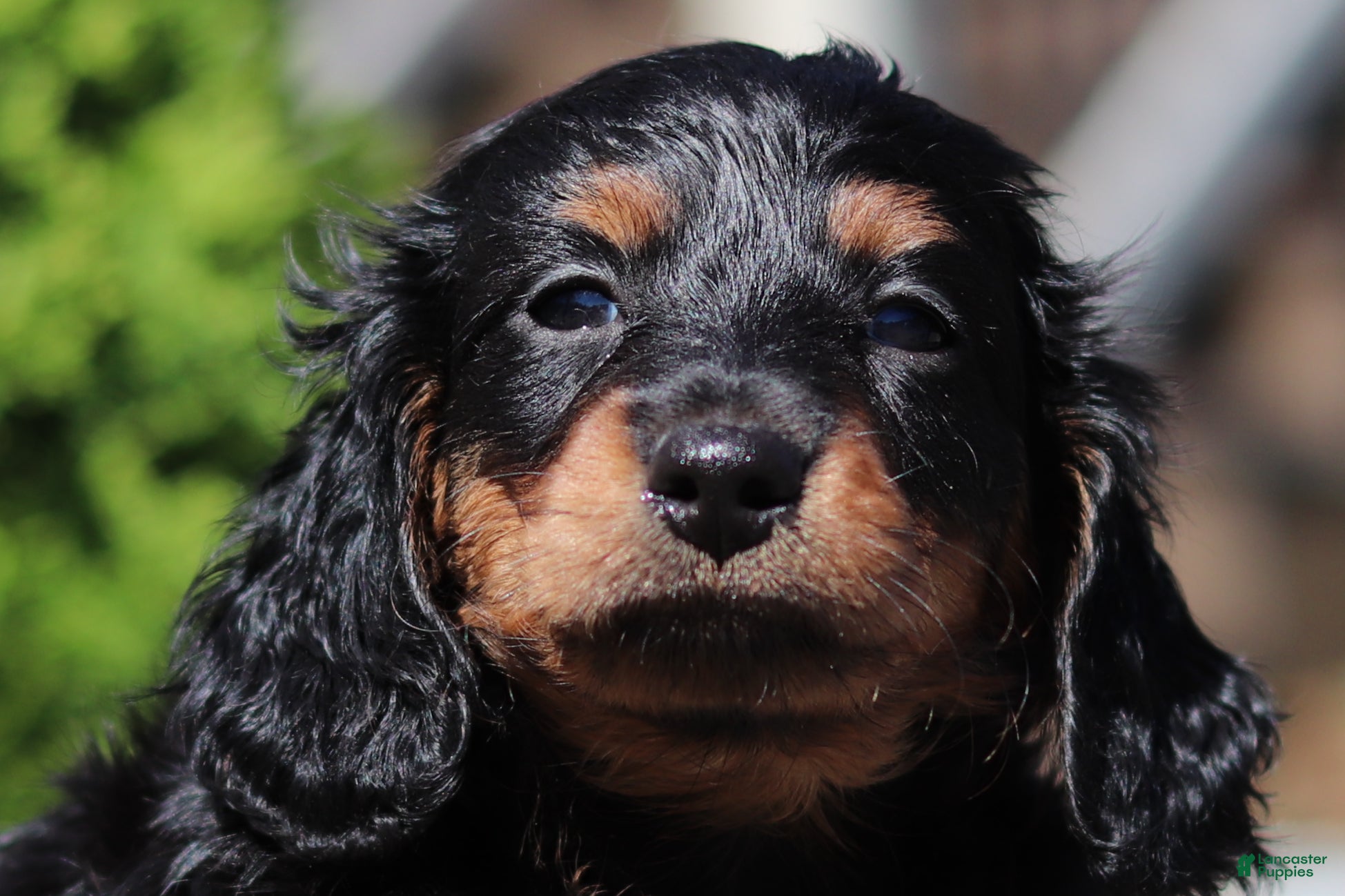 Benson (Dachshund, Male) in Millersburg, OH