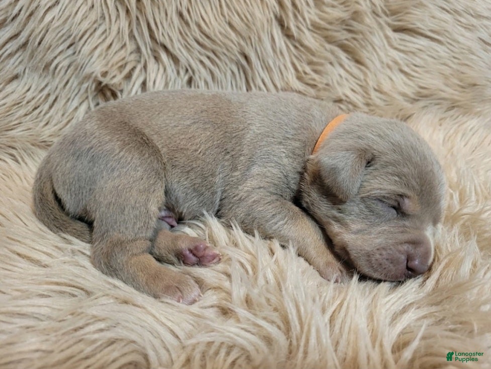 American Bully dogs for sale: ORANGE - Ad 2