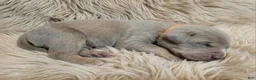 American Bully dogs for sale: ORANGE - Ad 2