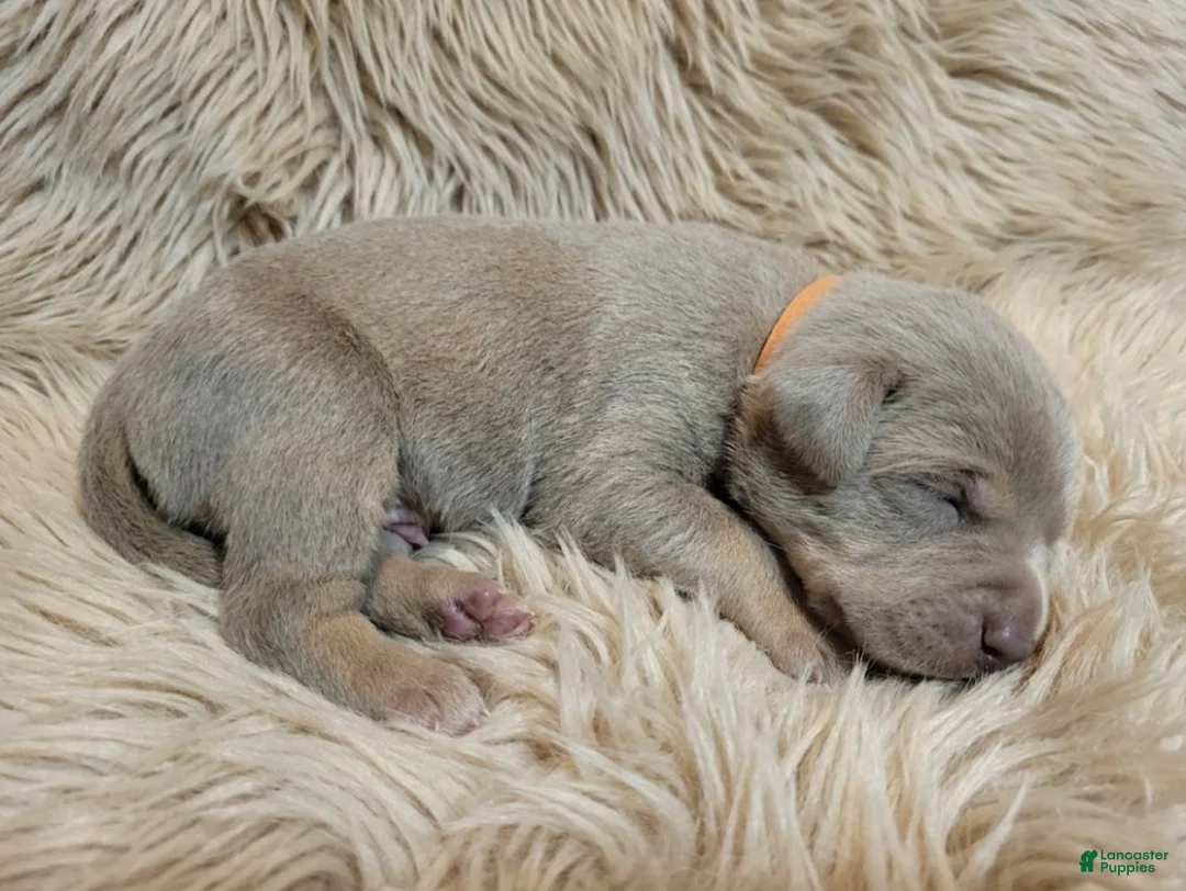 American Bully dogs for sale: ORANGE - Ad 2