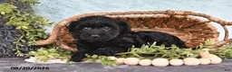 Havapoo dogs for sale: Glimmer - Ad 3