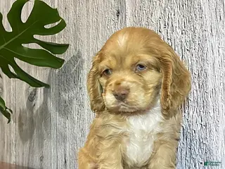 Cocker Spaniel dogs for sale: Archer - Ad 1