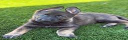 German Shepherd dogs for sale: German Shepherd 1 - Ad 3
