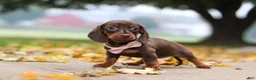 Miniature Dachshund dogs for sale: Lilly - Ad 3
