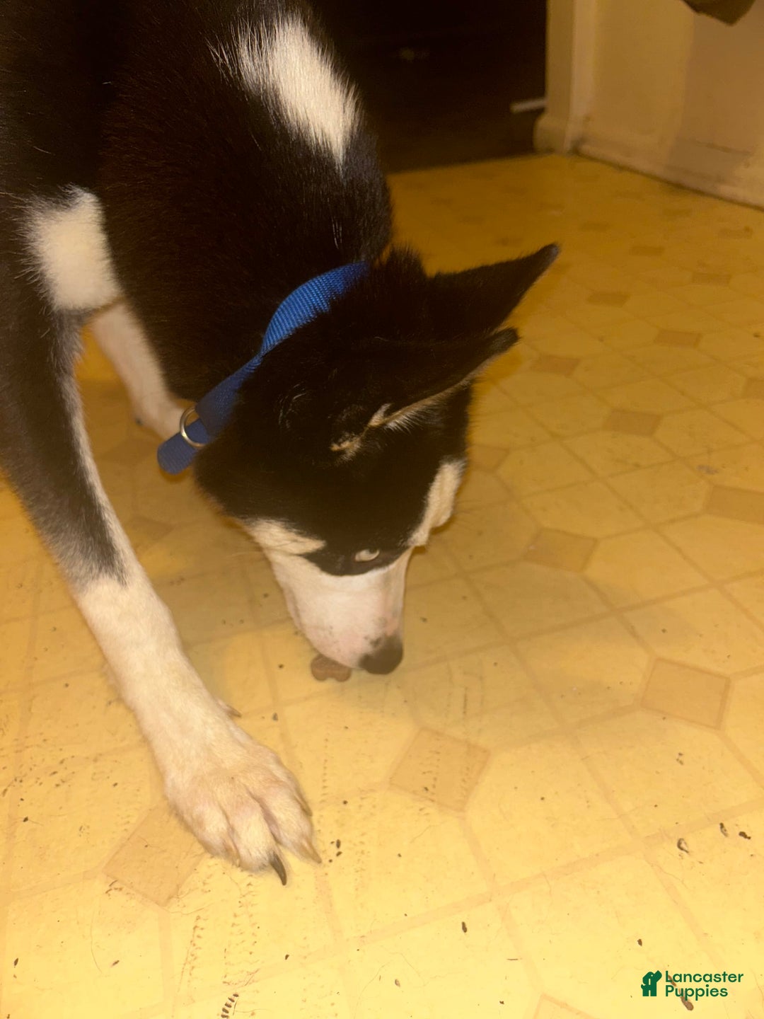 Gallery Image {{count}}