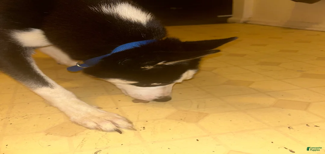 Gallery Image {{count}}