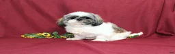 Shih Tzu dogs for sale: Truffles - Ad 7