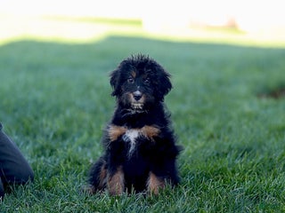 Mixed Breed dogs - Ad 21