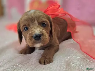 Cavapoo dogs Iceberg - Ad 25