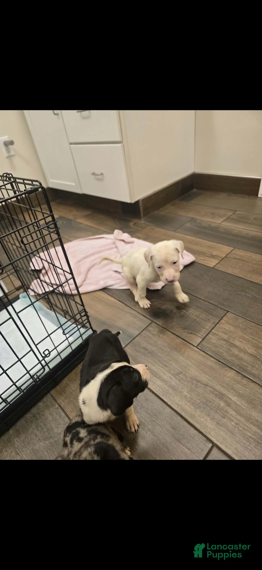 Mixed Breed dogs for sale: Mixed Breed 1 - Ad 6
