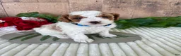 Mini Goldendoodle dogs for sale: Mr. Whistler - Ad 6