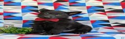 German Shepherd dogs for sale: Maxfield - Ad 1