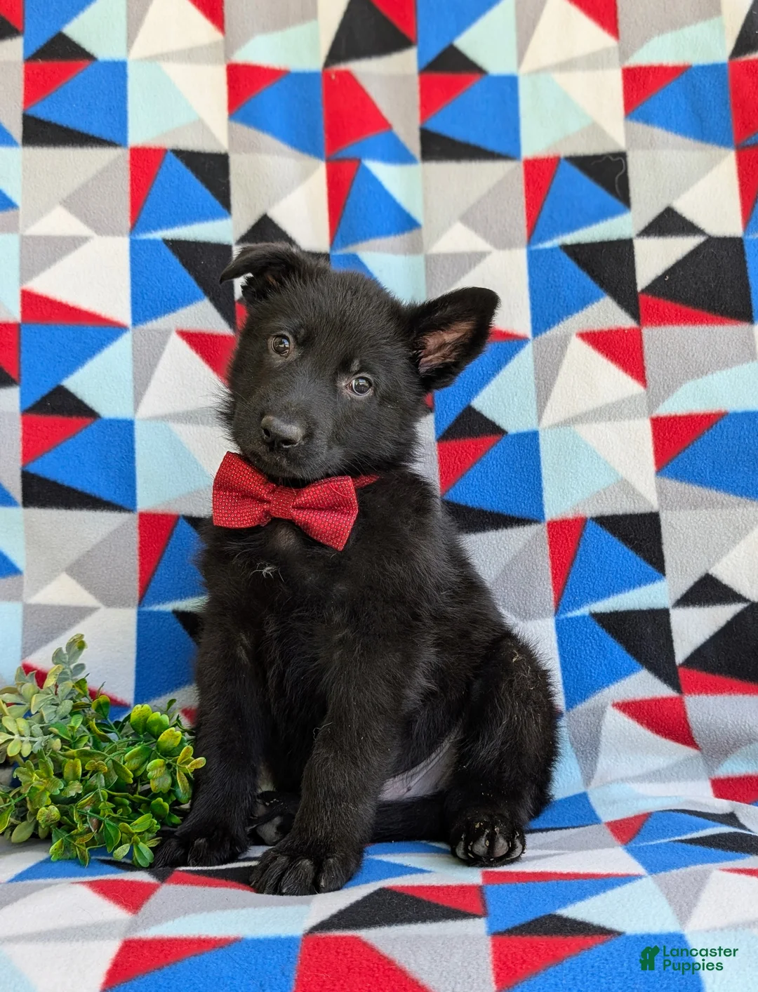 German Shepherd dogs for sale: Maxfield - Ad 1