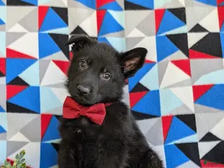 German Shepherd dogs for sale: Maxfield - Ad 4