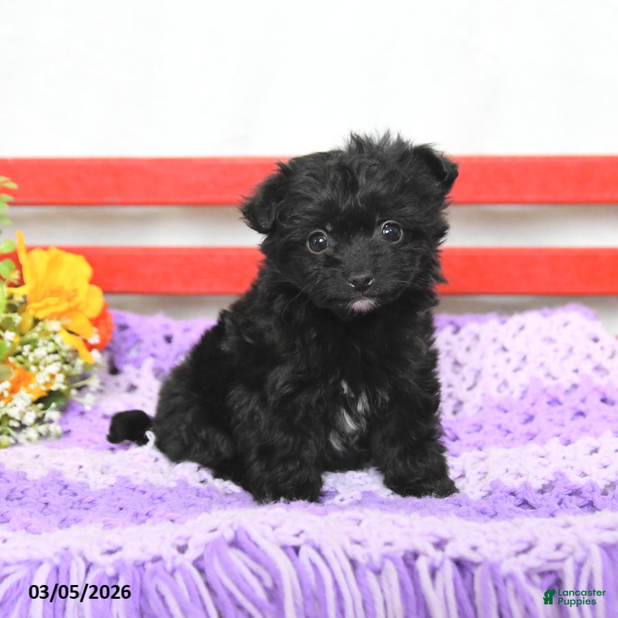 Chipoo dogs Max - Ad 1