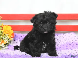 Chipoo dogs for sale: Max - Ad 1