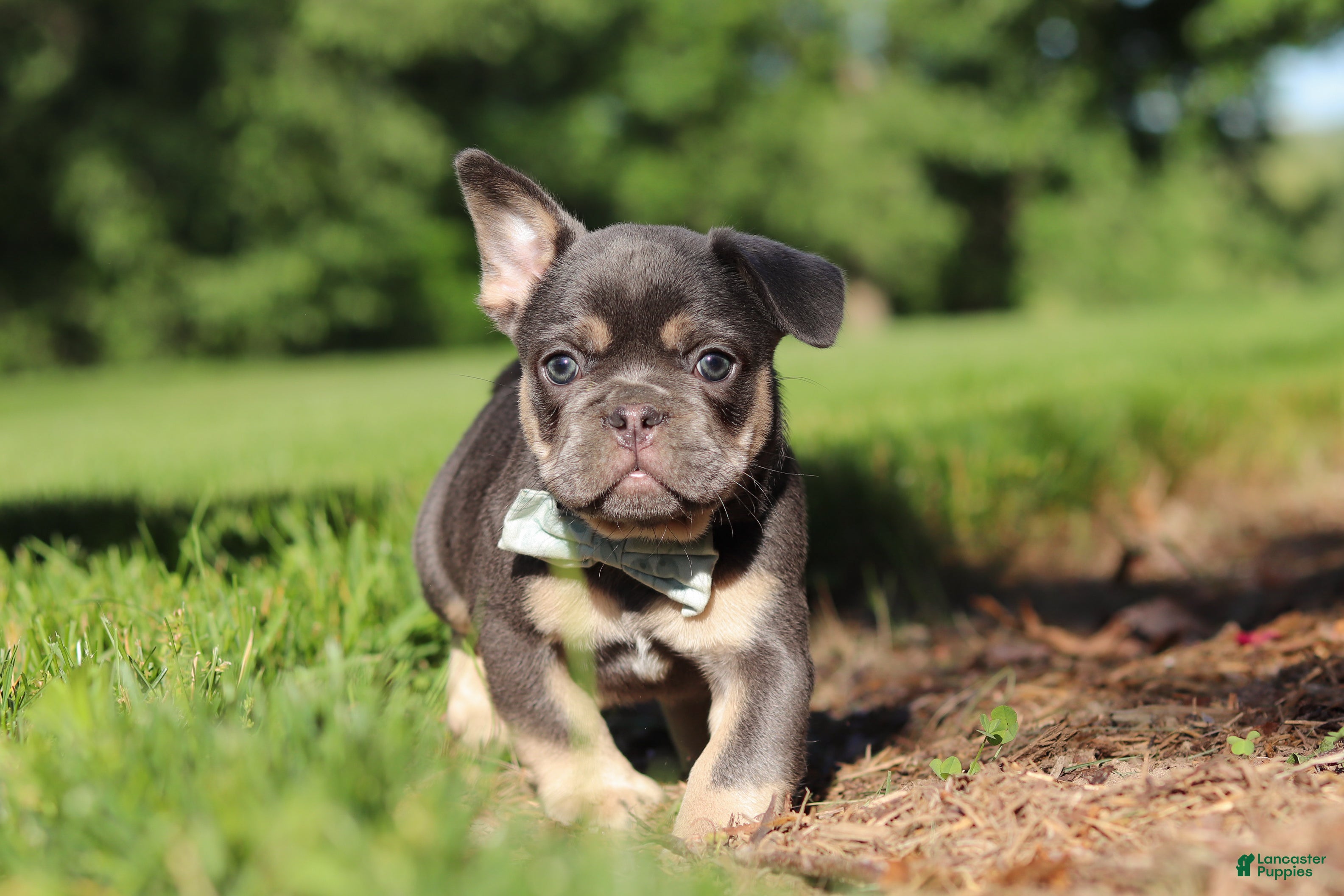 French Bulldog dogs for sale: Mason - Ad 4